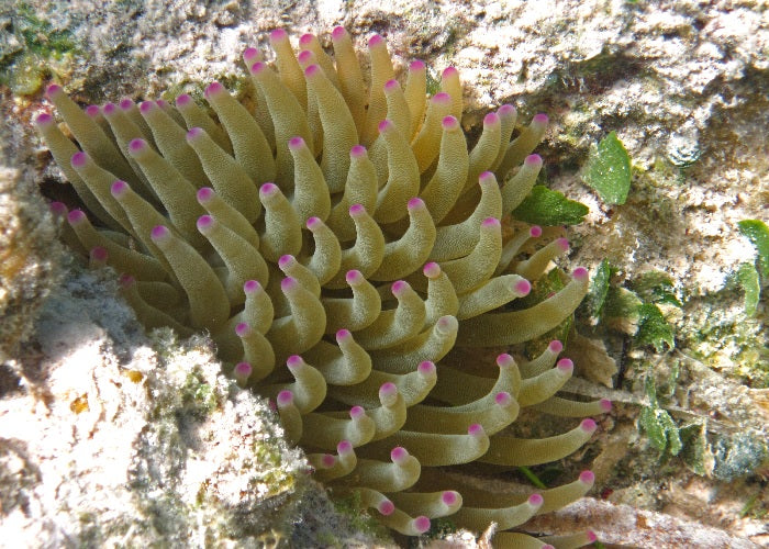 Condy Anemone "Condylactis gigantea"