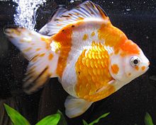 Sakura Ryukin Goldfish