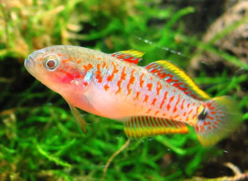 Peacock Gudgeon "Tateurndina ocellicauda"