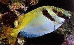 Double Bar Rabbitfish "Siganus virgatus"