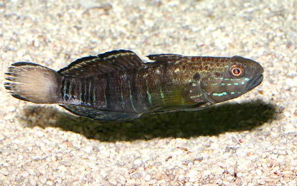 Goby Fish "Gobiodon histrio"