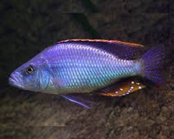 Malawi Eyebiter Cichlid "Dimidiochromis compressiceps"- 2''