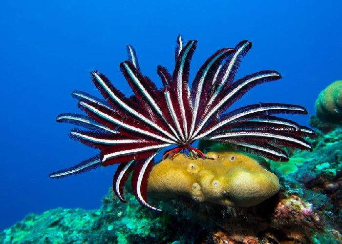 Feather Stars "Stephanometra_Comanthus sp."