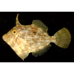 Green Filefish "Monacanthus hispidus"