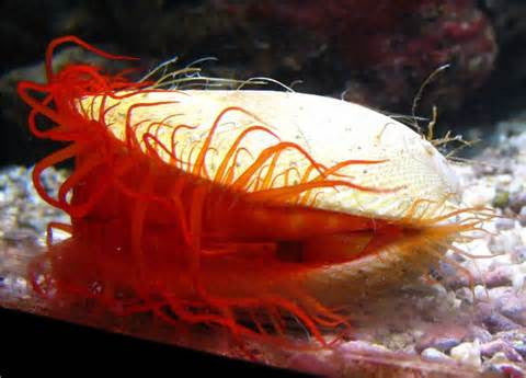 Flame Scallop - "Lima scabra"