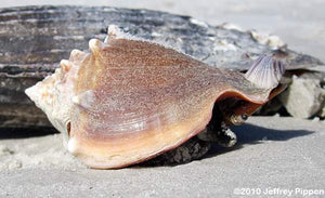 Strombus Conch Snail