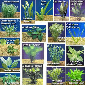 Freshwater Plants