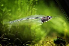 Glass Catfish "Kryptopterus bicirrhis"