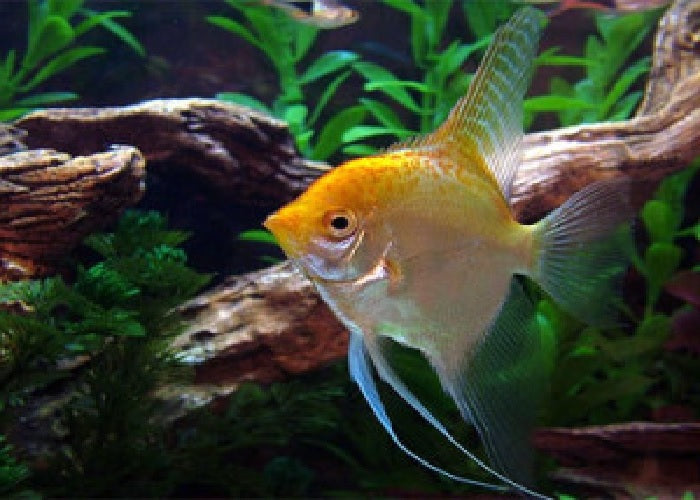 Gold Angelfish "Pterophyllum Scalare"