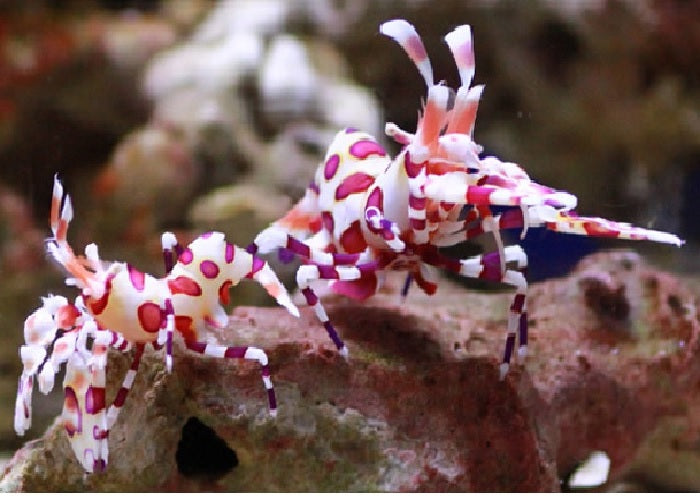 Harlequin Shrimp "Hymenocera picta"