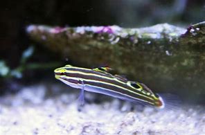 Hectors Goby