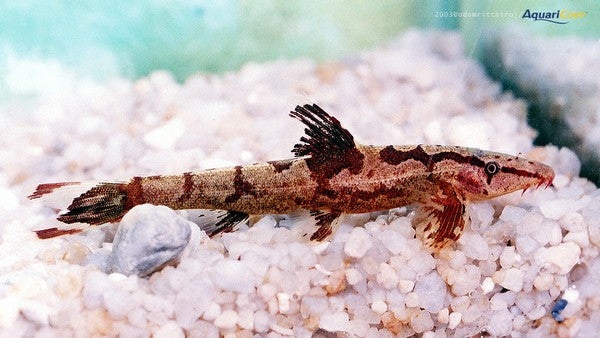 Red Lizard "Gecko" Loach "Homaloptera orthogoniata"