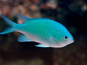 Blue Green Reef Chromis