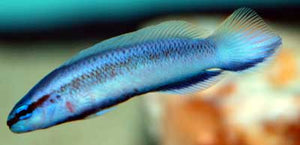 Indigo Dottyback "Pseudochromis fridmani x sankeyi"