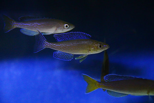Cyprichromis Microlepidotus 'Kigoma'