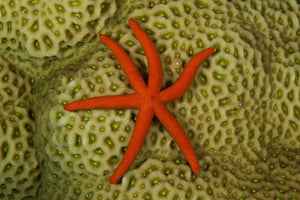 Orange Luzon Sea Starfish "Echinaster luzonicus"