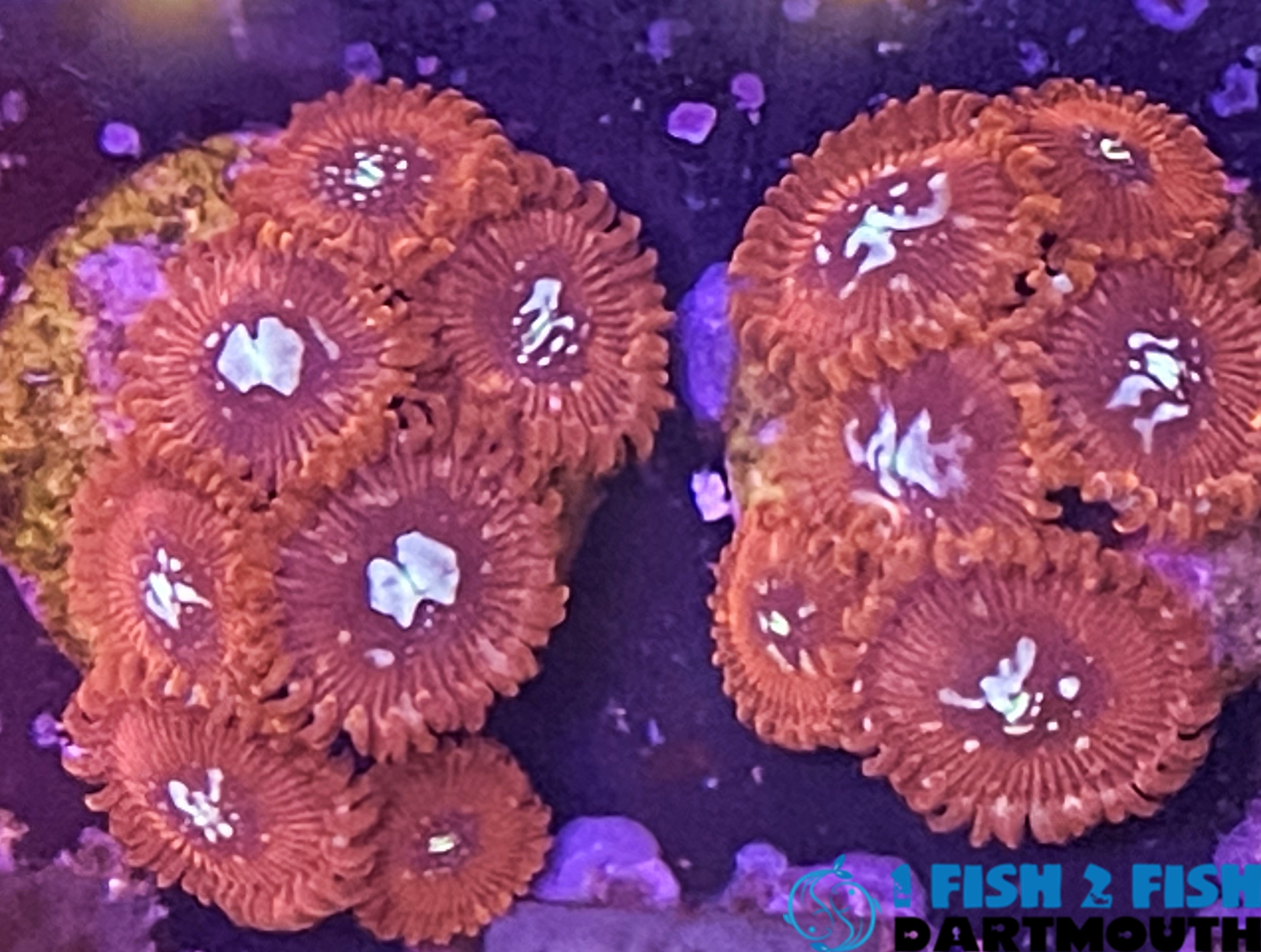 Magician Zoa (156)