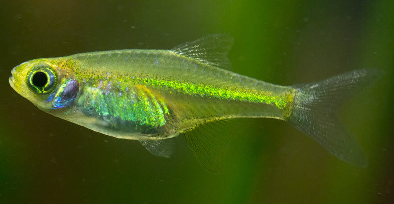 Kubota's Microrasbora