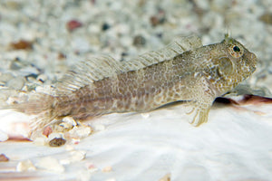 Molly Miller Blenny "Scartella cristata"