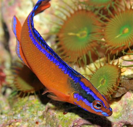 Neon Dottyback "Pseudochromis aldabraensis"
