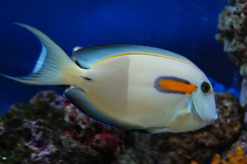 Orange Shoulder Tang "Acanthurus olivaceous"