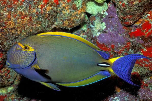 Palani Tang "Ctenochaetus Nigrofuscus"