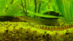 Eels _ Freshwater