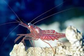 Peppermint Shrimp "Lysmata wurdemanni"