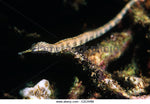 Australian Messmate Pipefish "Corythoichthys intestinalis"