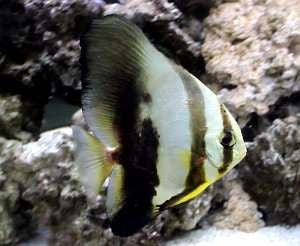 Orbicular Batfish "Platax orbicularis"