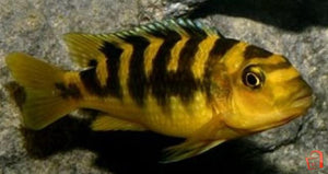 Bumblebee African Cichlid - "Pseudotropheus crabro"