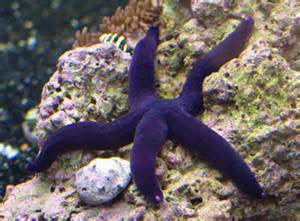Linckia Purple Starfish - "Linckia teres"