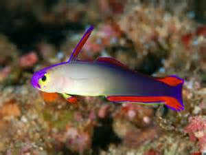 Purple Firefish "Nemateleotris decora"