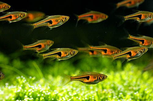 rasbora-espei_4_720x.jpg