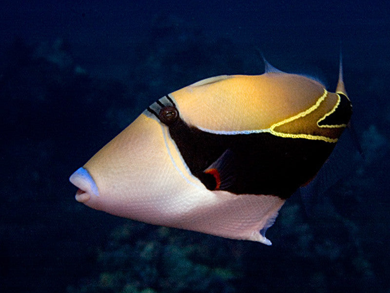 Humu Reef Rectangle Triggerfish "Rhinecanthus rectangulus"