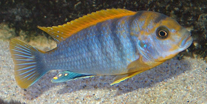 Hongi Red Top Cichlid "Mbuna" "Labidochromis sp. "Hongi"