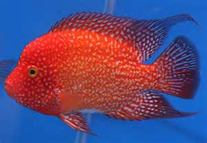 Red Texas Cichlid "Herichthys carpinte"