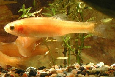 Rosy Red Minnow Pimephales Promelas – 1 Fish 2 Fish Dartmouth