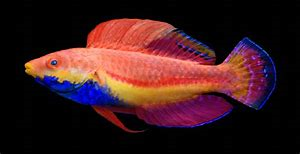 Sailfin Fairy Wrasse