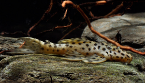 Golden Vampire Pleco - "Leporacanthicus heterodon"