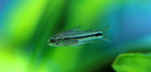 Pigmy Corydoras