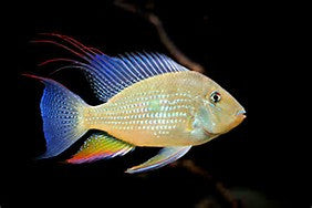 Threadfin Acara "Acarichthys heckelii"