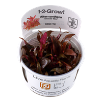 Tropica 1-2 Grow Plants