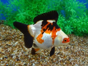 Ryukin Goldfish "Carassius auratus auratus" - 2''