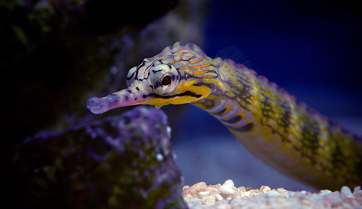 Australian Messmate Pipefish "Corythoichthys intestinalis"