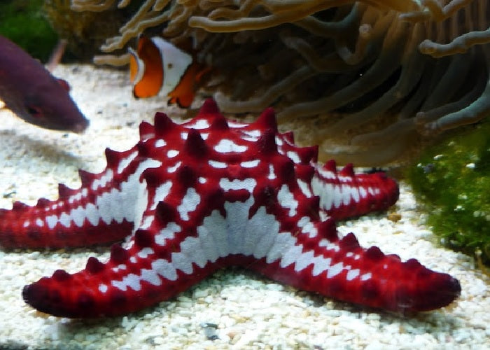 Horned Sea Star "Chocolate Chip Star"