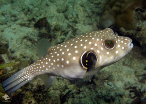 White Spotted Puffer "Arothron hispidus"