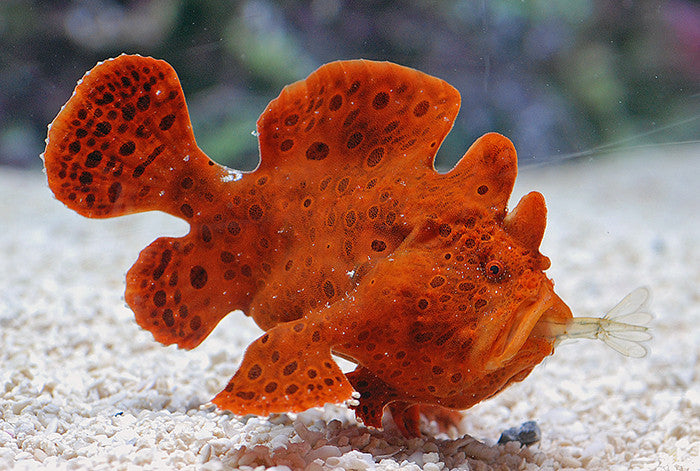 Frogfishes "Antennariidae family"