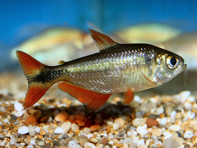 Buenos Aires Tetra - "Hyphessobrycon anisitsi"