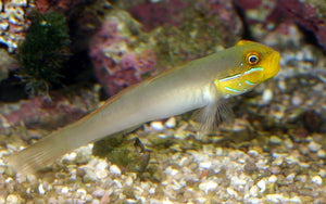 Goby Fish "Gobiodon histrio"